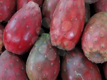 Red prickly pear