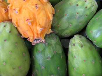 Green prickly pear 
