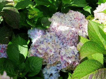 Colorful Hydrangea flowers at the garden