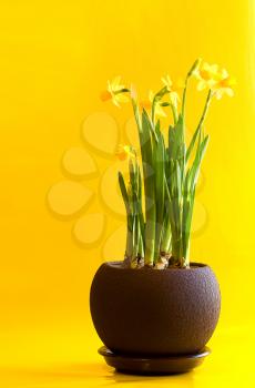 Yellow room daffodils in a flowerpot on a bright yellow background