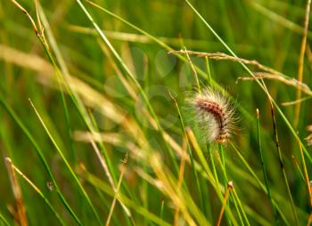 shaggy caterpillar of oxalic scoops close-up in green grass