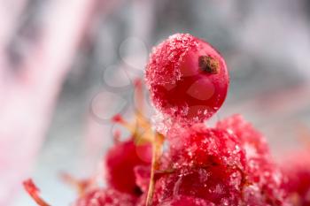 frozen berries red currant, macro