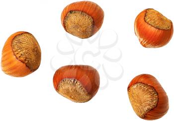 Royalty Free Photo of a Group of Acorns
