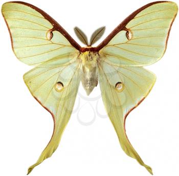Royalty Free Photo of a Luna Moth 