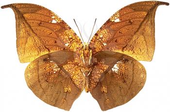 Royalty Free Photo of a Dry Leaf Butterfly