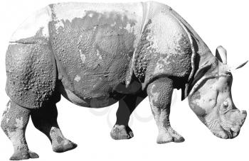Royalty Free Black and White Photo of an Indian Rhinoceros Assam 