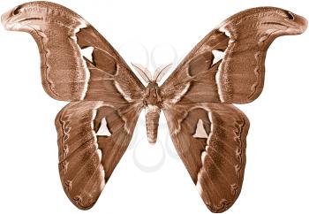 Royalty Free Sepia Tone Photo of an Attacus Atlas Moth 
