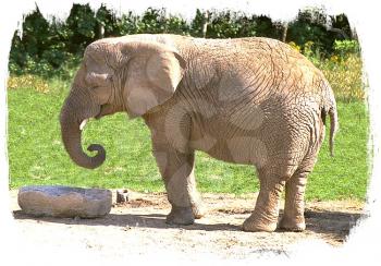 Royalty Free Photo of a Baby Elephant 
