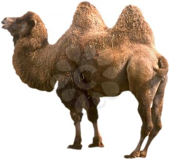 Royalty Free Photo of a Bactrian Camel