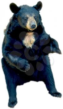 Royalty Free Photo of a Sitting Bear