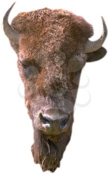 Royalty Free Photo of a Bison Head