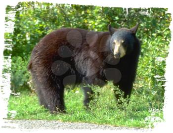 Royalty Free Photo of a Black Bear