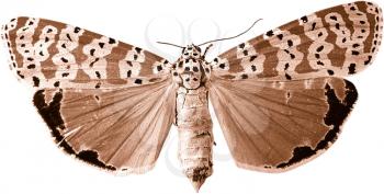 Royalty Free Photo of a Moth