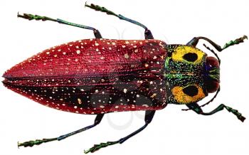 Royalty Free Photo of a Colorful Beetle