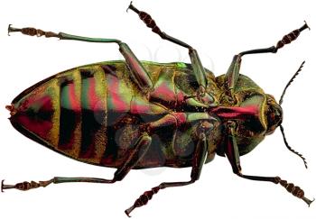 Royalty Free Photo of a Beetle