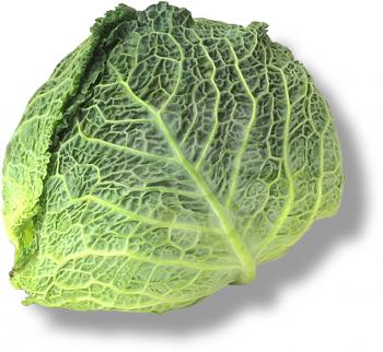 Royalty Free Photo of a Cabbage