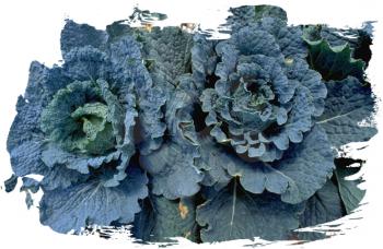 Royalty Free Photo of Cabbages
