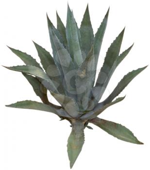 Royalty Free Photo of an Aloe Vera Cactus
