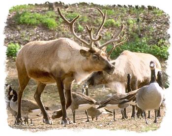 Royalty Free Photo of a Caribou and Geese