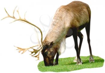 Royalty Free Photo of a Caribou Eating Grass