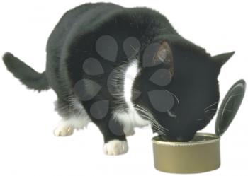 Royalty Free Photo of a Black and White Cat Eating Food from a Tin