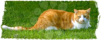 Royalty Free Photo of an Orange Tabby Cat Sitting in the Grass