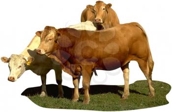 Royalty Free Photo of a Herd of Cows Outside