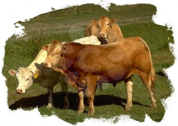 Royalty Free Photo of a Herd of Cows