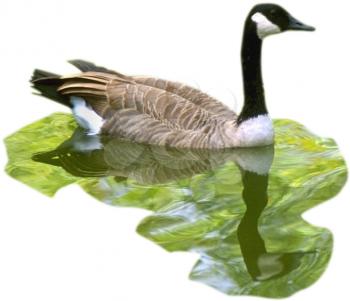 Royalty Free Photo of a Canada Goose Swimming in a Pond
