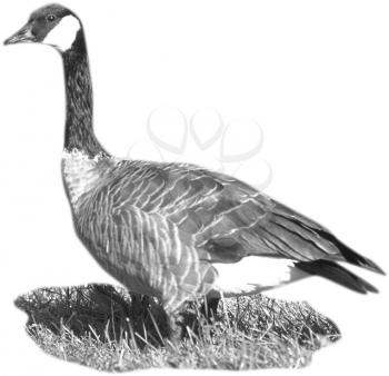 Royalty Free Photo of a Canada Goose in Black and White