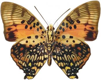 Royalty Free Photo of a Butterfly or Moth