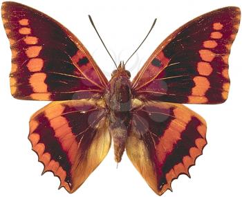 Royalty Free Photo of a Butterfly or Moth
