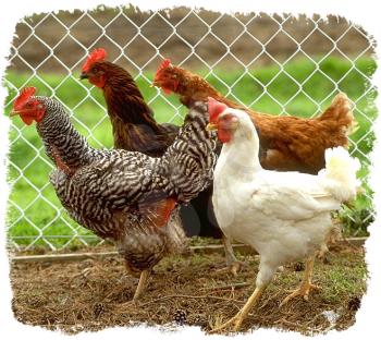 Royalty Free Photo of Chickens in a Pen
