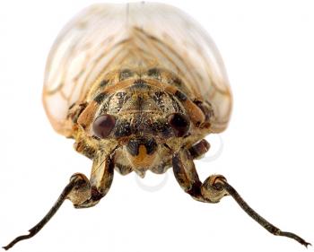 Royalty Free Photo of a Cicada Face On