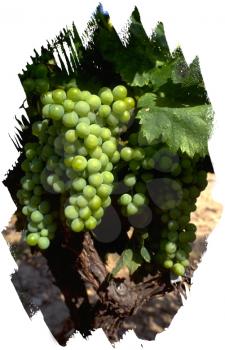 Royalty Free Photo of Clusters of Grapes Growing on a Vine