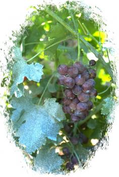 Royalty Free Photo of a Cluster of Grapes on the Vine