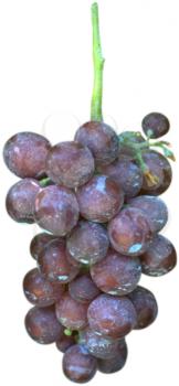 Royalty Free Photo of a Cluster of Purple Grapes