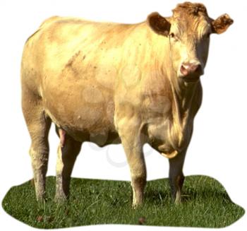 Royalty Free Photo of a White Cow