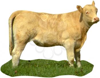 Royalty Free Photo of a White Cow