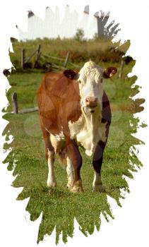 Royalty Free Photo of a Holstein Cow