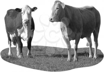 Royalty Free Photo of Cows Standing in a Pasture