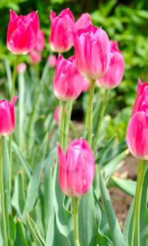 Macro shoot of pink tulips in the garden.