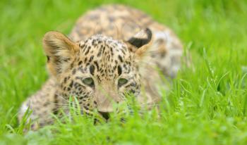 Small young Persian (Caucasian) leopard lying in grass.