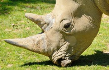 Portrait of the big rhinoceros head during feeding on grass.