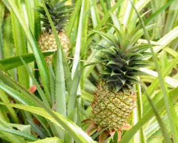 Pineapple plant with big ripe pineapple fruit. 