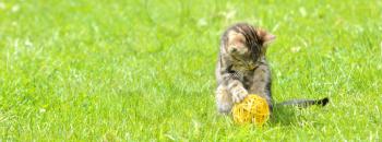 Small sitting kitten is playing with ball in the garden.