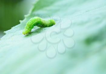 Small green caterpillar on the leaf. Macro shot.