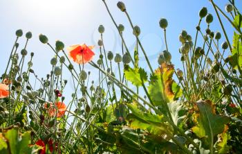 Poppyhead in the poppy field. View from the ground.