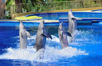 Four dolphins during dolphin show.
