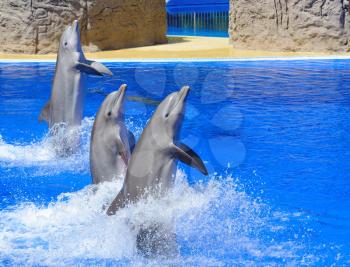 Three dolphins during dolphin show.